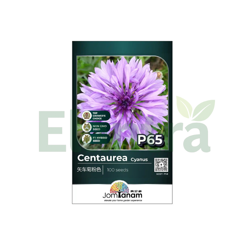 P65 CENTAUREA